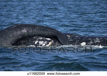 Stock Photo - Grey whale (Eschrichtius robustus). Mother with calf resting on her back. San Ignacio Lagoon, Baja, California.. Fotosearch