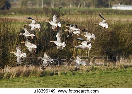 Greylag Geese (Anser anser) in flight. Caerlaverock Wildfowl and Wetlands reserve, Dumfries and Galloway, Scotland, UK View Large Photo Image Stock Photo - Greylag Geese (Anser anser) in flight. Caerlaverock Wildfowl and Wetlands reserve, Dumfries and Galloway, Scotland, UK. Fotosearch