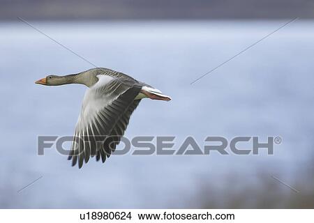Greylag Goose (Anser anser) flying over field just after taking of. Flying with water is background. Argyll, Scotland, UK View Large Photo Image Picture - Greylag Goose (Anser anser) flying over field just after taking of. Flying with water is background. Argyll, Scotland, UK. Fotosearch