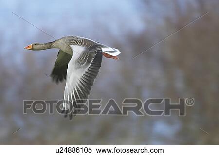 Stock Photography - Greylag Goose (Anser anser) flying over field just after taking of. Slow shutter speed. Argyll, Scotland, UK. Fotosearch