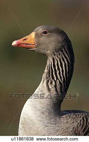 Stock Photo - Greylag Goose (Anser anser) portrait. Slimbridge, UK. Fotosearch