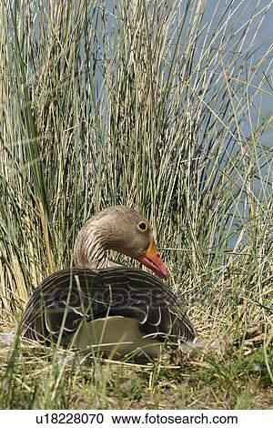 Stock Image - Greylag on nest. UK. Fotosearch