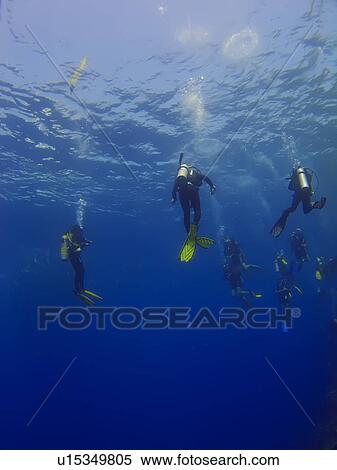 Stock Photography - Group of divers carrying out a safety stop. Jackson Reef, Sharm El Sheikh, South Sinai, Red Sea, Egypt.. Fotosearch