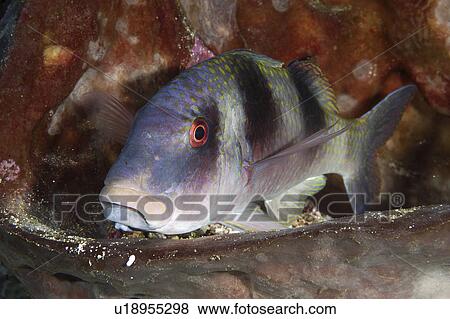 Grouper (Species unknown) (rr) View Large Photo Image Stock Photo - Grouper (Species unknown) (rr). Fotosearch
