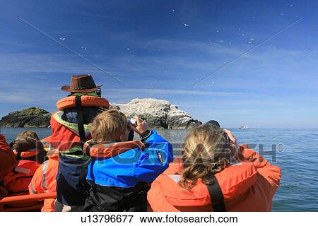 Guide marine tour to Grassholm Gannet colony Pembrokeshire, Wales, UK View Large Photo Image Stock Photo - Guide marine tour to Grassholm Gannet colony Pembrokeshire, Wales, UK. Fotosearch