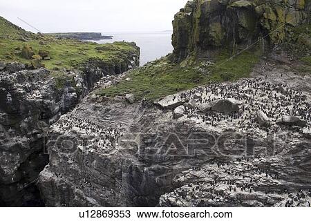 Stock Image - Guillemot (Uria aalge) and razorbill (Alca torda) colonies on Harp Rock, Lunga. Hebrides, Scotland. Fotosearch