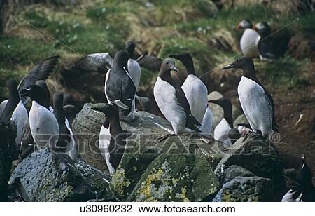 Guillemot (Uria aalge), razorbill (Alca torda) and puffin (Fratercula arctica) nesting together. Space is at a premium on the nesting sites in the Treshnish Isles so different species have to get along with each other. Hebrides, Scotland View Large Photo Image Stock Image - Guillemot (Uria aalge), razorbill (Alca torda) and puffin (Fratercula arctica) nesting together. Space is at a premium on the nesting sites in the Treshnish Isles so different species have to get along with each other. Hebrides, Scotland . Fotosearch