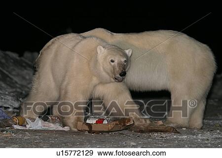 Stock Photo - Habituated Polar Bears, Ursus maritimus, feeding in the dump at night near Churchill, northern Manitoba, Hudson Bay, Canada. Fotosearch