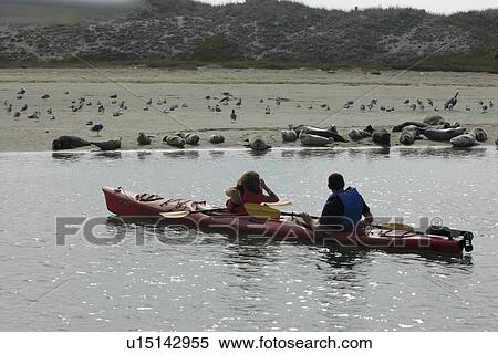harbor or common seal (phoca vitulina). kayakers stopping to take a look at some seals on the beach, moss landing harbor. National marine sanctuary, Monterey bay, California Pacific ocean, USA. View Large Photo Image Stock Photography - harbor or common seal (phoca vitulina). kayakers stopping to take a look at some seals on the beach, moss landing harbor. National marine sanctuary, Monterey bay, California Pacific ocean, USA.. Fotosearch