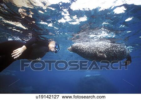 Stock Photo - Harbor Seal (Phoca vitulina) A curious individual approaches a snorkeler on Isla Coronado Sur, Mexico. Pacific Ocean. Model released. (rr). Fotosearch