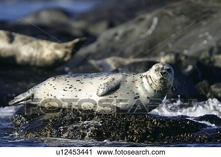 Harbor Seal (Phoca vitulina) Adult hauled out on shore in the Queen Charlotte Islands, British Columbia, Canada. Pacific Ocean. View Large Photo Image Stock Image - Harbor Seal (Phoca vitulina) Adult hauled out on shore in the Queen Charlotte Islands, British Columbia, Canada. Pacific Ocean.. Fotosearch