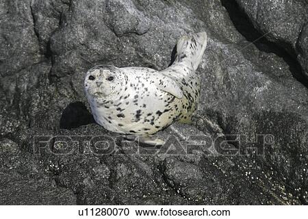 Harbor Seal (Phoca vitulina) hauled out on a rock at low tide in Chatham Strait, Southeast Alaska, USA. View Large Photo Image Stock Image - Harbor Seal (Phoca vitulina) hauled out on a rock at low tide in Chatham Strait, Southeast Alaska, USA.. Fotosearch