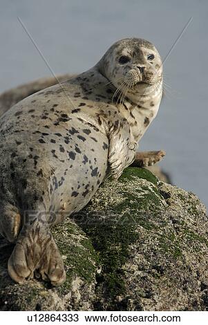 Harbor seal (Phoca vitulina) hauled out on a rock. Monterey Bay, California, USA, Pacific Ocean, National Marine Sanctuary View Large Photo Image Stock Image - Harbor seal (Phoca vitulina) hauled out on a rock. Monterey Bay, California, USA, Pacific Ocean, National Marine Sanctuary. Fotosearch