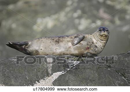 Harbor Seal (Phoca vitulina) hauled out on a rock at low tide in Chatham Strait, Southeast Alaska, USA. View Large Photo Image Stock Photo - Harbor Seal (Phoca vitulina) hauled out on a rock at low tide in Chatham Strait, Southeast Alaska, USA.. Fotosearch