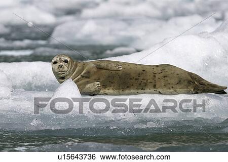 Harbor Seal (Phoca vitulina) hauled out on ice calved from the Sawyer Glacier in Tracy Arm, Southeast Alaska, USA. View Large Photo Image Stock Photograph - Harbor Seal (Phoca vitulina) hauled out on ice calved from the Sawyer Glacier in Tracy Arm, Southeast Alaska, USA.. Fotosearch