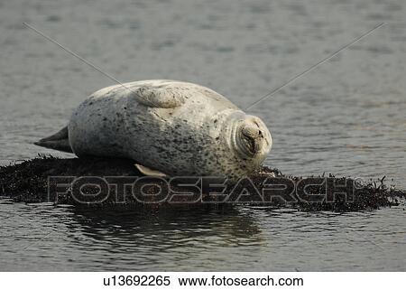Harbor seal (Phoca vitulina) hauled out on a rock Monterey Bay, California, USA, Pacific Ocean, National Marine Sanctuary View Large Photo Image Stock Photography - Harbor seal (Phoca vitulina) hauled out on a rock Monterey Bay, California, USA, Pacific Ocean, National Marine Sanctuary. Fotosearch