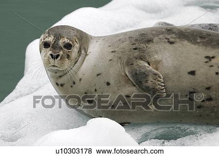 Stock Photo - Harbor Seal (Phoca vitulina) mother and pup on ice calved from the Sawyer Glaciers in Tracy arm, Southeast Alaska, USA. Pacific Ocean.. Fotosearch