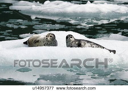 Harbor Seal (Phoca vitulina) on ice in Tracy Arm, Southeast Alaska, USA. View Large Photo Image Stock Photo - Harbor Seal (Phoca vitulina) on ice in Tracy Arm, Southeast Alaska, USA.. Fotosearch