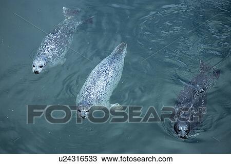 Harbor seal (Phoca vitulina) raft floating in the water dark medium and light morph. National marine sanctuary, Monterey bay, California Pacific ocean, USA. View Large Photo Image Stock Image - Harbor seal (Phoca vitulina) raft floating in the water dark medium and light morph. National marine sanctuary, Monterey bay, California Pacific ocean, USA.. Fotosearch