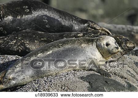 Harbor Seals (Phoca vitulina) hauled out on a rock at low tide in Chatham Strait, Southeast Alaska, USA. View Large Photo Image Stock Image - Harbor Seals (Phoca vitulina) hauled out on a rock at low tide in Chatham Strait, Southeast Alaska, USA.. Fotosearch