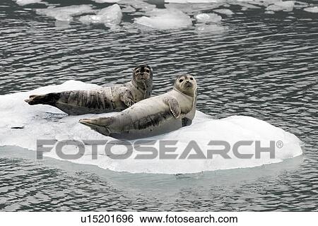 Stock Photograph - Harbor Seals (Phoca vitulina) on ice near Johns Hopkins Glacier, Glacier Bay National Park, Southeast Alaska, USA.. Fotosearch