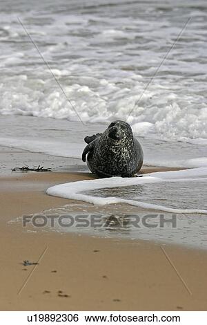 Harbour / Common seal (Phoca vitulina) about to be lifted by the tide. NE Scotland View Large Photo Image Stock Photograph - Harbour / Common seal (Phoca vitulina) about to be lifted by the tide. NE Scotland. Fotosearch