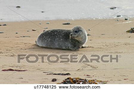 Stock Photography - Harbour / Common seal (Phoca vitulina). NE Scotland . Fotosearch