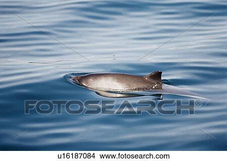 Picture - Harbour porpoise (Phocoena phocoena) showing characteristic pigmentation on its flanks and triangular dorsal fin. Hebrides, Scotland . Fotosearch
