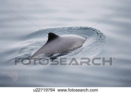 Harbour porpoise (Phocoena phocoena) with tail and triangular dorsal fin visible. Hebrides, Scotland View Large Photo Image Picture - Harbour porpoise (Phocoena phocoena) with tail and triangular dorsal fin visible. Hebrides, Scotland . Fotosearch