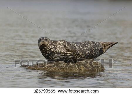 Harbour seal, Phoca vitulina, basking on isolated rock looking to camera Monterey, California, USA View Large Photo Image Stock Photography - Harbour seal, Phoca vitulina, basking on isolated rock looking to camera Monterey, California, USA. Fotosearch
