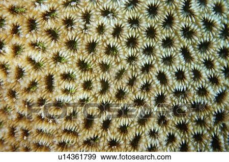 Hard coral, Favites sp., Jaboan, Rongelap, Marshall Islands, Micronesia View Large Photo Image Stock Photo - Hard coral, Favites sp., Jaboan, Rongelap, Marshall Islands, Micronesia. Fotosearch