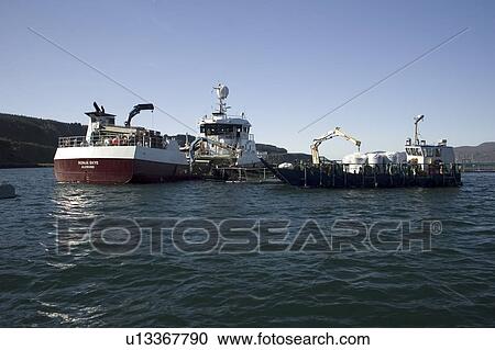Stock Image - Harvesting operations at a salmon farm. Hebrides, UK.. Fotosearch