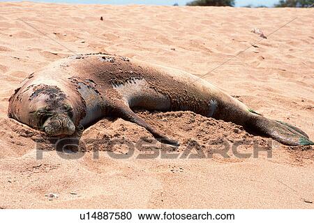 Stock Image - Hawaiian Monk Seal (Monachus schauinslandi) Poipu Beach, Kauai, Hawaii (N. Pacific). Fotosearch