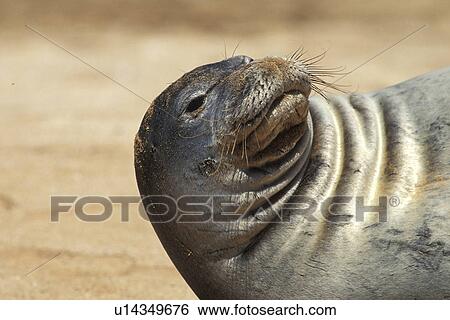Stock Photograph - Hawaiian Monk Seal (Monachus schauinslandi) female hauled out on Sugar Beach, Maui, Hawaii. Pacific Ocean.. Fotosearch