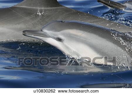 Stock Image - Hawaiian, nobody, nobody, spinner dolphin calf (Stenella longirostris) surfacing at mom's side in the AuAu Channel off the coast of Maui, Hawaii, USA. Pacific Ocean. . Fotosearch