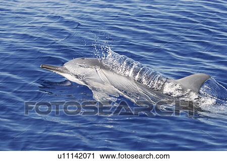Stock Image - Hawaiian spinner dolphin calf (Stenella longirostris) surfacing at in the AuAu Channel off the coast of Maui, Hawaii, USA. Pacific Ocean. Note the exhalation trail coming from the blowhole where this dolphin began exhaling under the water before surfacing. Fotosearch