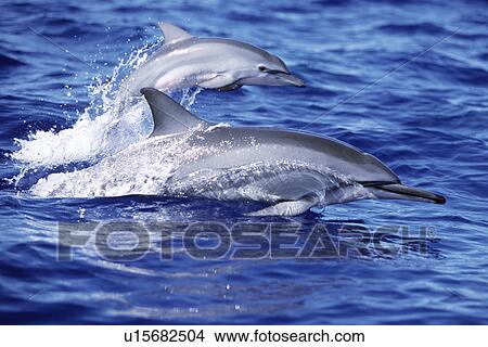 Picture - Hawaiian spinner dolphin mother and calf surfacing side by side. AuAu Channel, Maui, USA.. Fotosearch