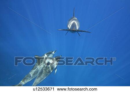 Hawaiian spinner dolphin pod (Stenella longirostris) underwater in the AuAu Channel off the coast of Maui, Hawaii, USA. Pacific Ocean. View Large Photo Image Stock Image - Hawaiian spinner dolphin pod (Stenella longirostris) underwater in the AuAu Channel off the coast of Maui, Hawaii, USA. Pacific Ocean. . Fotosearch