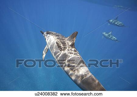 Stock Image - Hawaiian spinner dolphin pod (Stenella longirostris) underwater in the AuAu Channel off the coast of Maui, Hawaii, USA. Pacific Ocean.. Fotosearch