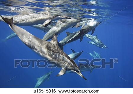 Hawaiian spinner dolphin pod (Stenella longirostris) underwater in the AuAu Channel off the coast of Maui, Hawaii, USA. Pacific Ocean. View Large Photo Image Stock Photograph - Hawaiian spinner dolphin pod (Stenella longirostris) underwater in the AuAu Channel off the coast of Maui, Hawaii, USA. Pacific Ocean.. Fotosearch