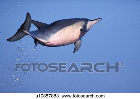 Hawaiian Spinner Dolphin (Stenella longirostris) leaping. Lanai, Hawaii, USA (rr) View Large Photo Image Stock Image - Hawaiian Spinner Dolphin (Stenella longirostris) leaping. Lanai, Hawaii, USA (rr). Fotosearch