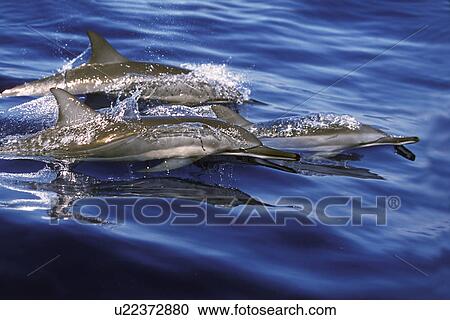 Hawaiian Spinner Dolphin (Stenella longirostris) pod surfacing off the coast of Lanai, Hawaii, USA. Pacific Ocean. View Large Photo Image Stock Image - Hawaiian Spinner Dolphin (Stenella longirostris) pod surfacing off the coast of Lanai, Hawaii, USA. Pacific Ocean.. Fotosearch