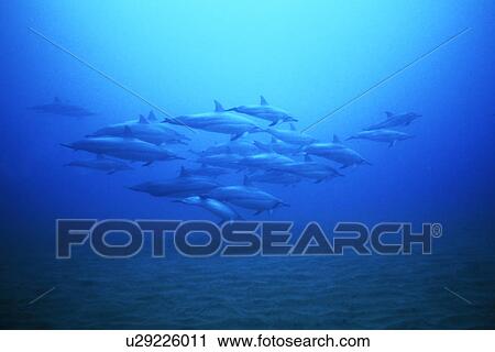Stock Image - Hawaiian Spinner Dolphin (Stenella longirostris) pod underwater. Lanai in Hawaii, USA. Pacific Ocean. (rr). Fotosearch