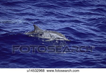 Hawaiian spinner dolphin (Stenella longirostris longirostris) showing characteristic dorsal fin and long snout. Hawaii, USA. View Large Photo Image Stock Photo - Hawaiian spinner dolphin (Stenella longirostris longirostris) showing characteristic dorsal fin and long snout. Hawaii, USA. . Fotosearch