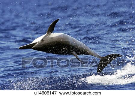 Stock Photo - Hawaiian Spinner Dolphin (Stenella longirostris) spinning. AuAu Channel between Maui and Lanai, Hawaii, USA. Pacific Ocean. (rr). Fotosearch