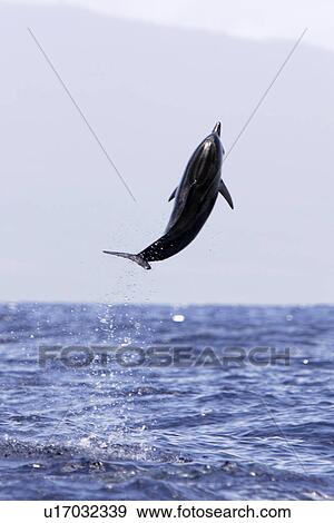 Hawaiian Spinner Dolphin (Stenella longirostris) young leaping. AuAu Channel off the coast of Maui, Hawaii, USA. Pacific Ocean. (rr) View Large Photo Image Stock Photo - Hawaiian Spinner Dolphin (Stenella longirostris) young leaping. AuAu Channel off the coast of Maui, Hawaii, USA. Pacific Ocean. (rr). Fotosearch