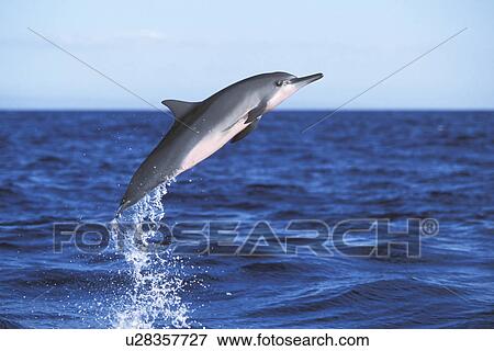 Hawaiian Spinner Dolphin (Stenella longirostris) leaping. AuAu Channel between Maui and Lanai, Hawaii, USA. Pacific Ocean. (rr) View Large Photo Image Stock Photo - Hawaiian Spinner Dolphin (Stenella longirostris) leaping. AuAu Channel between Maui and Lanai, Hawaii, USA. Pacific Ocean. (rr). Fotosearch