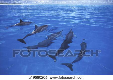 Hawaiian Spinner Dolphin (Stenella longirostris) pod surfacing inside the atoll of Midway Island in the NW Hawaiian Island Group, Hawaii, USA. Pacific Ocean. View Large Photo Image Stock Photography - Hawaiian Spinner Dolphin (Stenella longirostris) pod surfacing inside the atoll of Midway Island in the NW Hawaiian Island Group, Hawaii, USA. Pacific Ocean.. Fotosearch