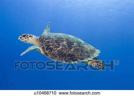 Hawksbill Sea Turtle (Eretmochelys imbricate) Swimming, Coastal reef, Sinai Penninsula, Red Sea. View Large Photo Image Stock Image - Hawksbill Sea Turtle (Eretmochelys imbricate) Swimming, Coastal reef, Sinai Penninsula, Red Sea.. Fotosearch