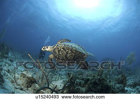 Stock Image - Hawksbill Turtle (Eretmochelys imbriocota), swimming over coral reef, Little Cayman Island, Cayman Island, Caribbean. Fotosearch